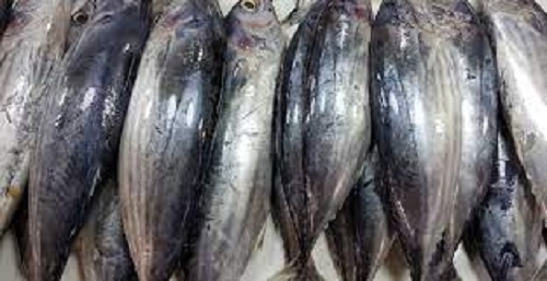 Ghana's Bulk Fish Importers Association regrets how levies have affected their industry.